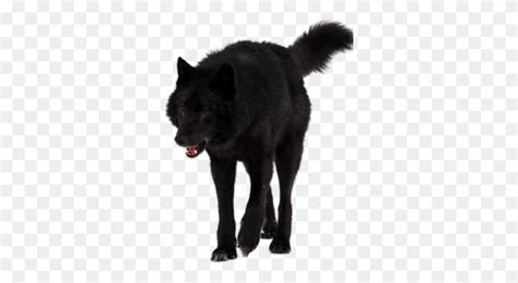 Image Black Wolf Png Flyclipart