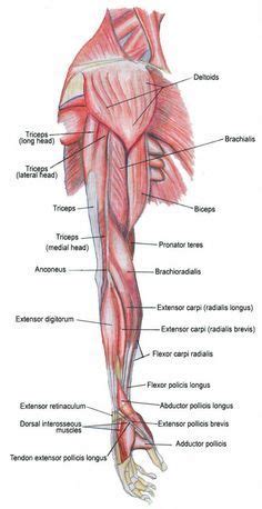 A diagram of the human skeleton showing bone and cartilage. muscles-of-the-arm-diagram- | Arm muscle anatomy, Muscle ...