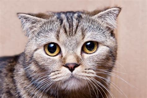 Tabby Cat Pictures Of Different Breeds Lovetoknow Pets