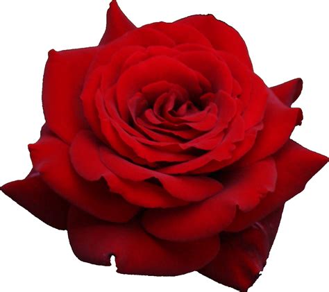 Red Rose Png Image Purepng Free Transparent Cc0 Png Image Library