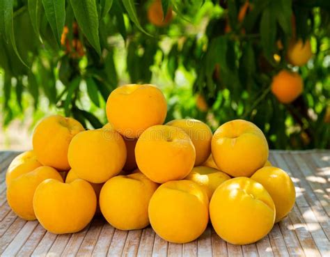 Yellow Peaches On Trees At Fruit Plantation Stock Photo Image Of