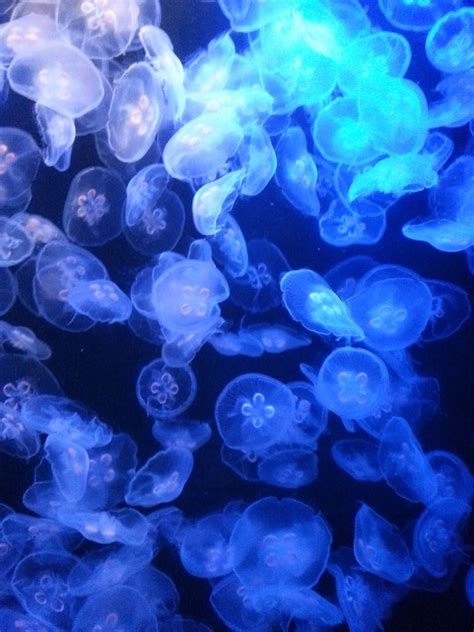 Free Images Nature Ocean Purple Petal Underwater Jellyfish Blue