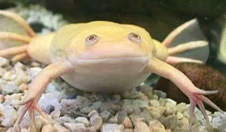 When you buy a frog from us, you receive our guarantee that it will arrive alive and in great condition. aquarium albino frog for sale at joes aqua world mumbai ...