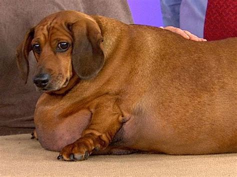 Even worse, 95 percent of owners don't realize that their plump dogs need to drop a few pounds. Obie, the obese wiener dog, goes to court - WRCBtv.com ...