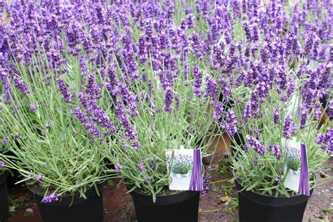Lavender Plant Idesatu