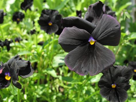 Pansy Black Beauty Photo By Dave Allen Brooklyn Botanic Garden