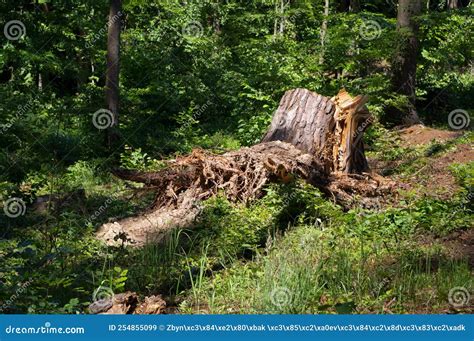 Old Tree Stump Stock Image Image Of Stub Dunderhead 254855099