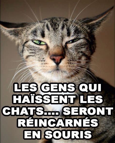 Épinglé Par Elo Die Sur Chats Chat Humour Humour Chat Drôle