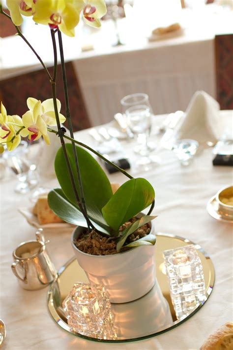 Orchid Centerpiece Inspiration Orchid Centerpieces Table Centerpieces