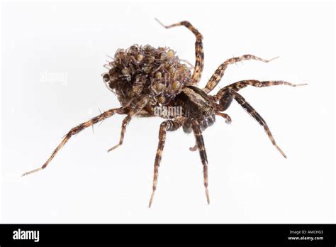 Wolf Spider Carrying Babies On Her Back Hogna Frondicola Stock Photo