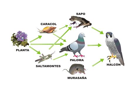 La cadena trófica Proyecto Educere