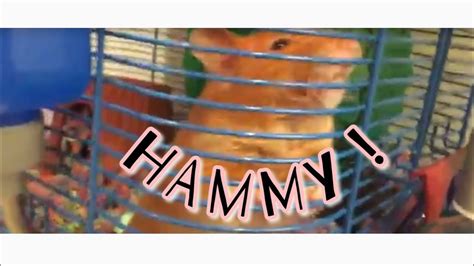 Hammy The Hamster Youtube