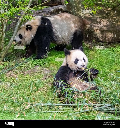 Baby Giant Pandas Eating Bamboo