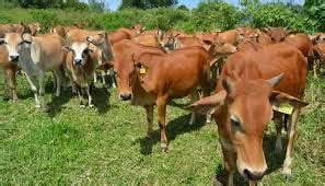 Mengenali Bangsa-bangsa Sapi Lokal Indonesia - Raden Pedia