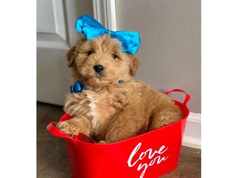 10 f1b goldendoodle puppies for sale. Pretty F1B Goldendoodle Puppies in McHenry, Illinois ...
