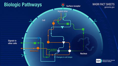 Biological Pathways Chart