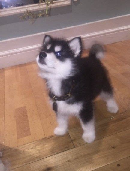 Akc husky puppies male and female siberian husky pups, kc registered, worming up to date. Siberian Husky Puppies For Sale | Jacksonville, FL #213774