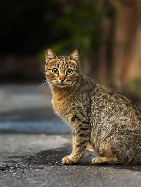 22 Pics 10 Stray Tabby Cat Who Look Like Small Tiger Tabby Cat