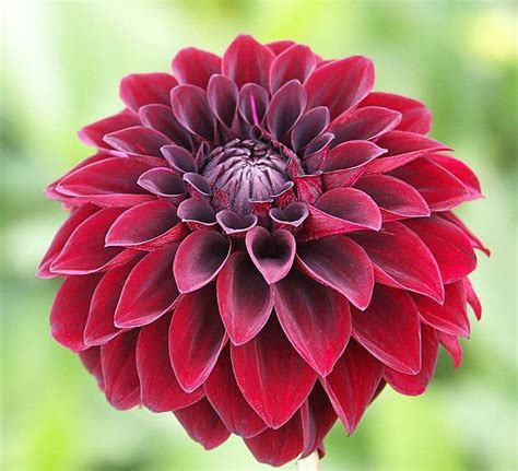 Amazing Garden The Meaning Of Dahlia Flower