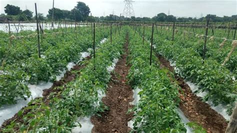 Active Silicon For Foliar Spray And Drip Irrigation Seema Minerals