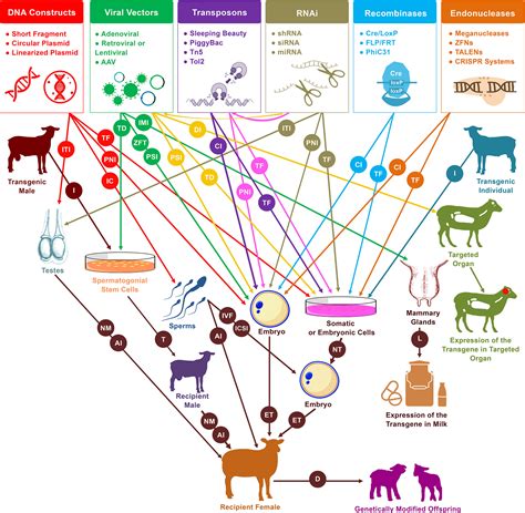 Frontiers Sheep And Goat Genome Engineering From Random Transgenesis