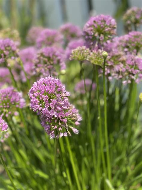 Allium Millenium Plant Profile