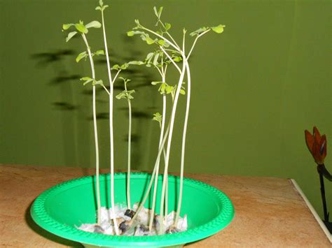 My Tropical Organic Garden How To Grow Moringa Oleifera From Seed