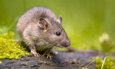 Norway Rat An Adaptable Rodent Found All Over The World Life In Norway