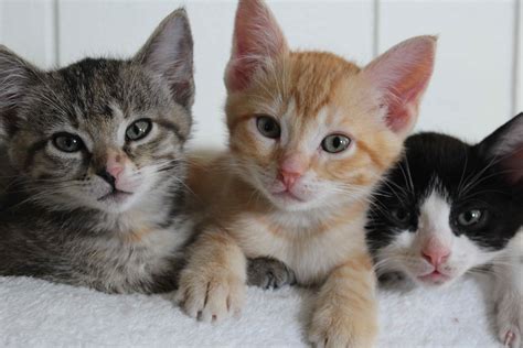 Find A Kitten To Adopt Wetaskiwin Animal Shelter Pet Adoption Cats