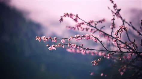 3840x2160 Pink Blossom Tree Branch Spring 5k 4k Hd 4k Wallpapers