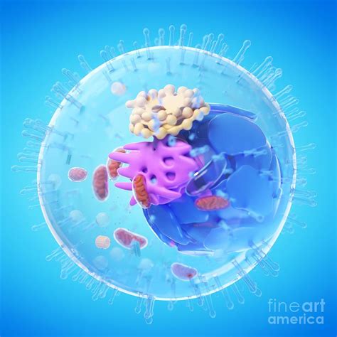 These are in the title animal cell parts and functions, the word part pertains to organelles; Animal Cell Photograph by Sebastian Kaulitzki/science ...