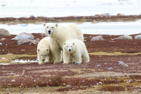 Polar Bear Seasonal Habits And Challenges Arctic Kingdom