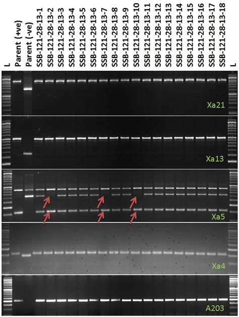 Pcr Amplification Of Markers Linked To Bb Resistance Genes Xa21 Xa13