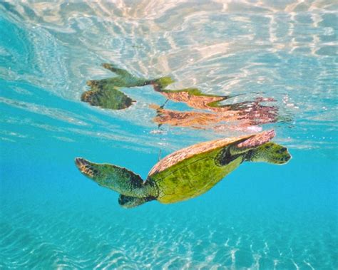 Underwater Honu Dive Photogreen Sea Turtle Photographyhonu