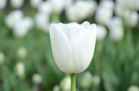 White Tulips Shallow Focus Photography Hd Wallpaper Wallpaper Flare