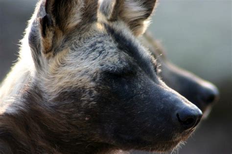 African Wild Dogs Uncover The Mysteries Of This Intriguing Predator