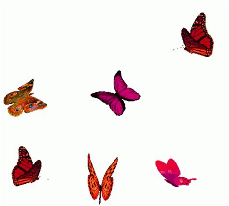 Animated Butterfly For Powerpoint Thuylechner