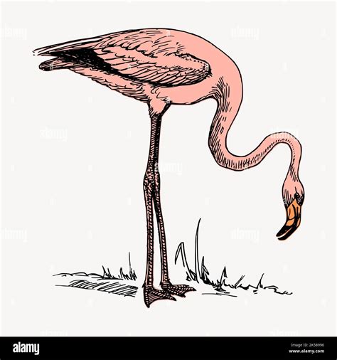 Pink Flamingo Clipart Vintage Illustration Vector Stock Vector Image Art Alamy