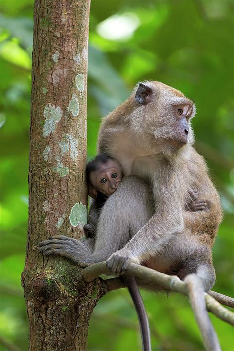 Mother And Baby Monkey Photograph By David Gn