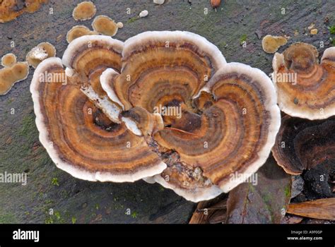 turkey tail mushroom multicolored polypore trametes versicolor coriolus versicolor on wood