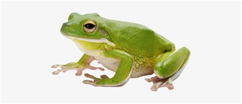 Frog Png Image With Transparent Background Frog Png X PNG