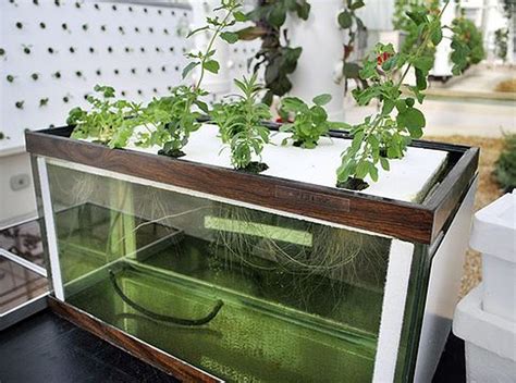 50 Fascinating Diy Indoor Aquaponics Fish Tank Ideas Indoor