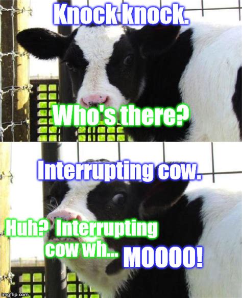 Bad Cow Knock Knock Joke Hope It Hasnt Been Done Already Imgflip
