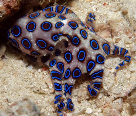 The Blue Ringed Octopus Awwnverts