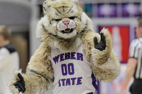 Why Your Mascot Sucks Weber State Wildcats Buckys 5th Quarter