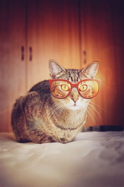 Hipster Cat Stock Photo Image Of Cool Hipster Cute 38962396