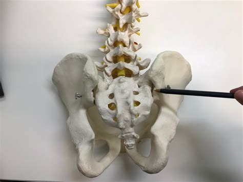 Sacroiliac Joint Image - North Lakes Chiropractic
