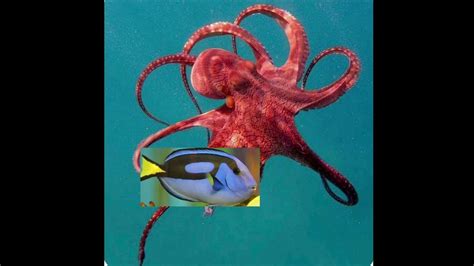 Finding Dory Live Action Remake Dory Meets Hank Youtube