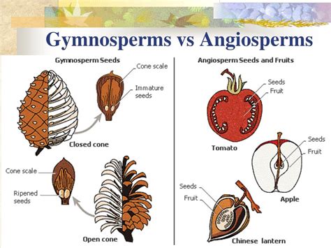 Unterschied Zwischen Angiospermen Und Gymnospermen