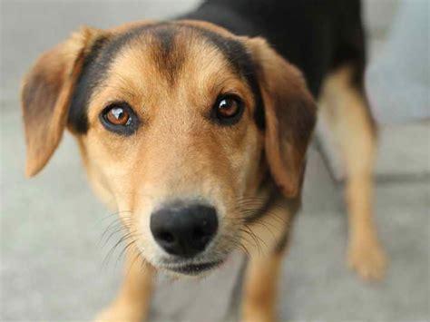 German Shepherd Beagle Mix Puppies For Sale | PETSIDI